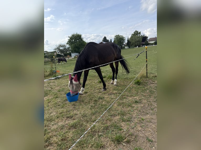 Meer warmbloeden Merrie 14 Jaar 165 cm Donkerbruin in Windach
