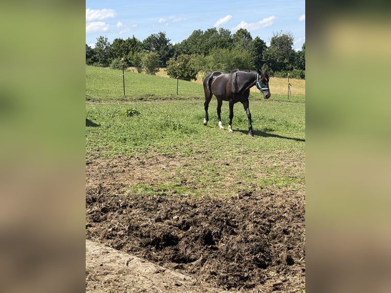 Meer warmbloeden Merrie 14 Jaar 165 cm Donkerbruin in Windach
