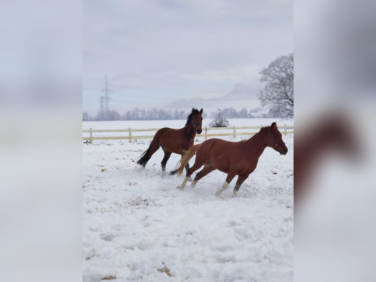 Meer warmbloeden Merrie 14 Jaar 167 cm Bruin in Koblach