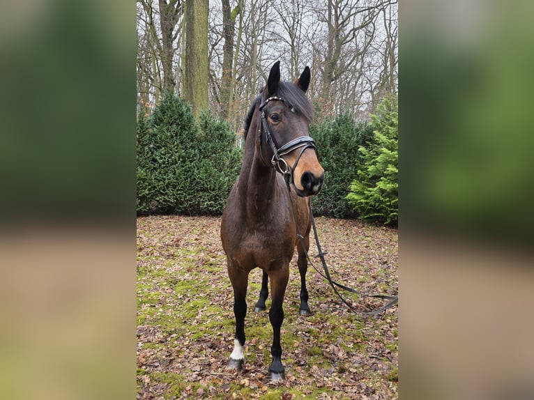 Meer warmbloeden Merrie 14 Jaar 167 cm Donkerbruin in Braunschweig