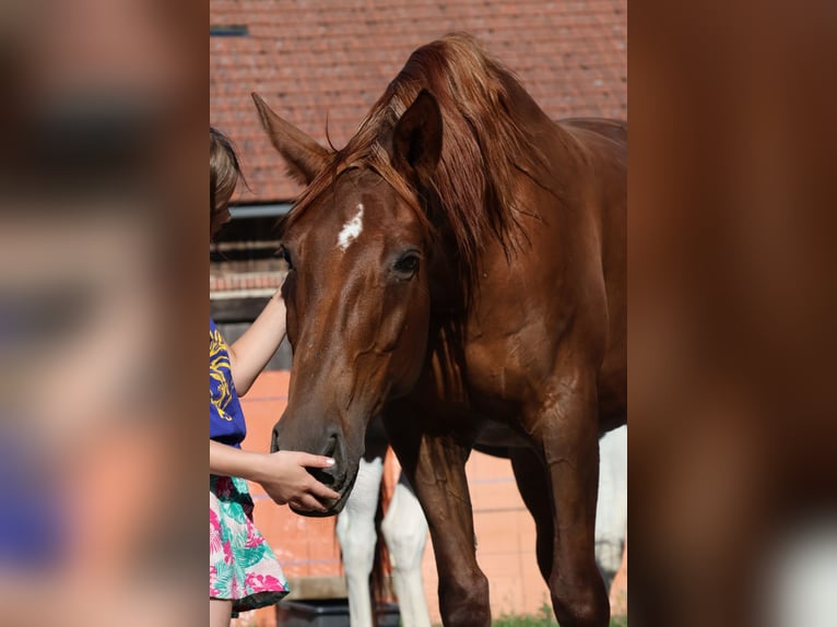 Meer warmbloeden Merrie 14 Jaar 167 cm Donkere-vos in Popelín