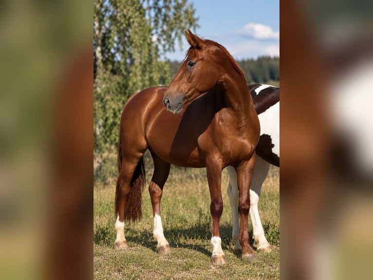 Meer warmbloeden Merrie 14 Jaar 167 cm Donkere-vos in Popelín
