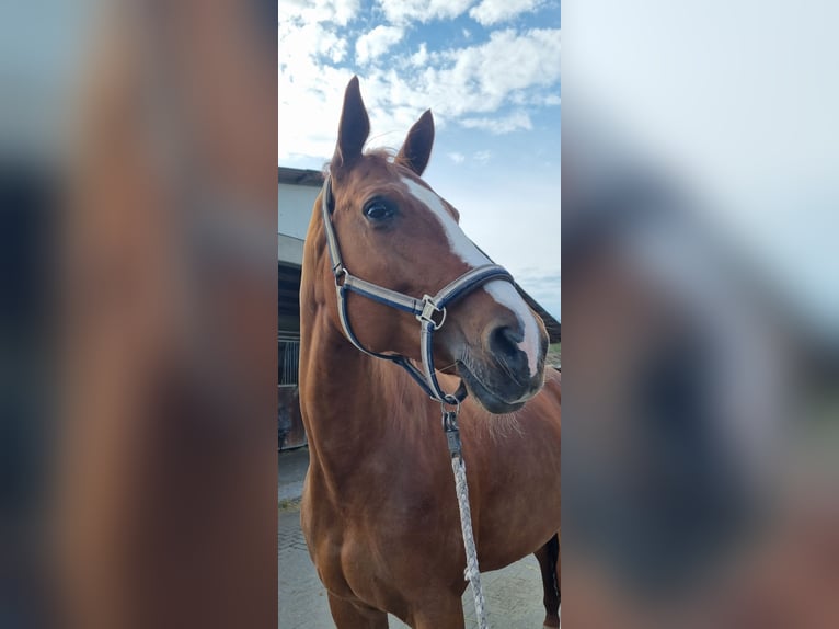 Meer warmbloeden Mix Merrie 14 Jaar 170 cm Vos in H&#xFC;ttenberg