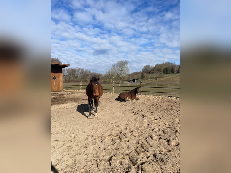 Meer warmbloeden Mix Merrie 15 Jaar 153 cm Bruin in Rantzau