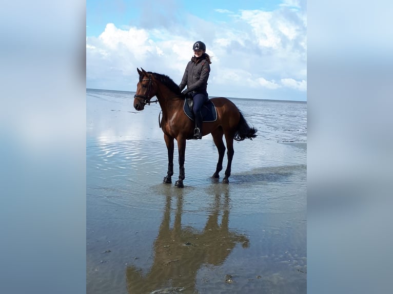 Meer warmbloeden Merrie 15 Jaar 156 cm Donkerbruin in Neuenkirchen