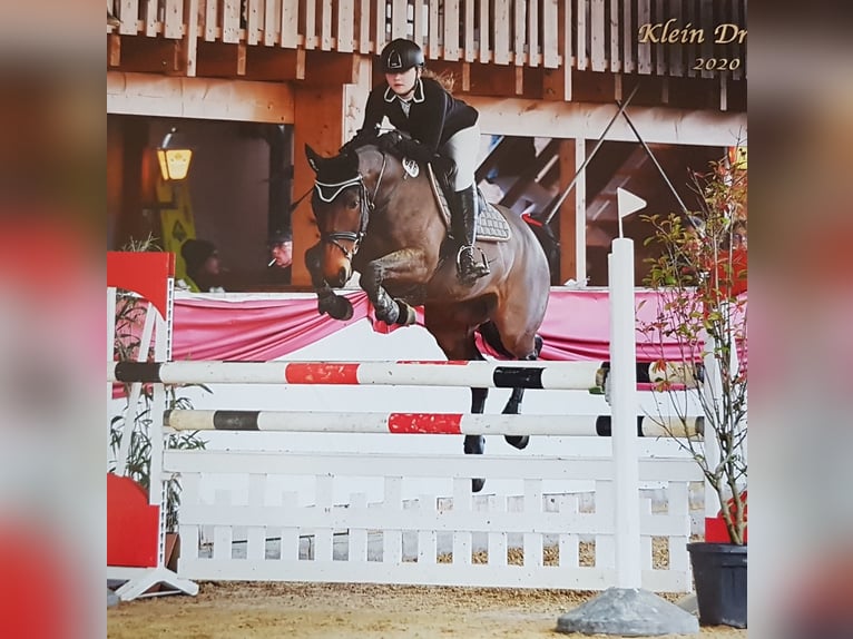 Meer warmbloeden Merrie 15 Jaar 156 cm Donkerbruin in Neuenkirchen
