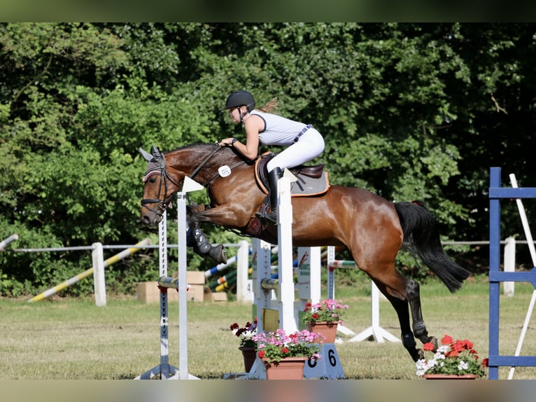 Meer warmbloeden Merrie 15 Jaar 156 cm Donkerbruin in Neuenkirchen