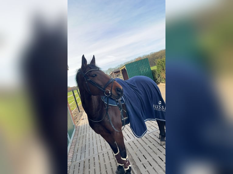 Meer warmbloeden Merrie 15 Jaar 156 cm Donkerbruin in Neuenkirchen