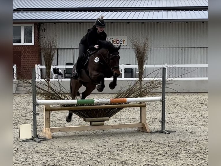 Meer warmbloeden Merrie 15 Jaar 156 cm Donkerbruin in Neuenkirchen