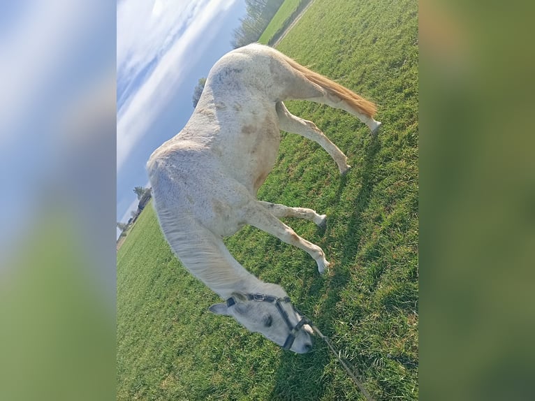 Meer warmbloeden Merrie 15 Jaar 157 cm Schimmel in Falkenstein Meer warmbloeden Merrie 15 Jaar 157 cm Schimmel in Falkenstein