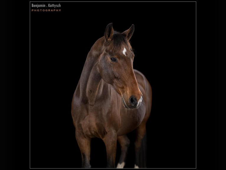 Meer warmbloeden Mix Merrie 15 Jaar 160 cm Bruin in Bad Bederkesa