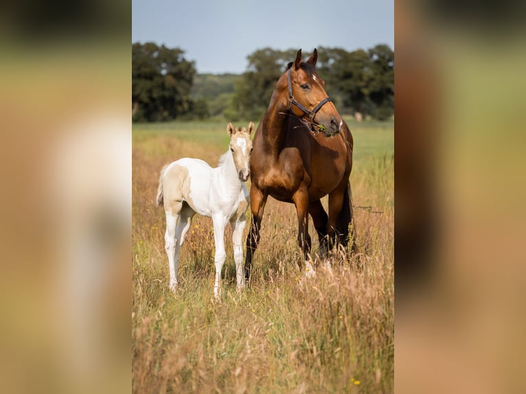 Meer warmbloeden Mix Merrie 15 Jaar 160 cm Bruin in Bad Bederkesa
