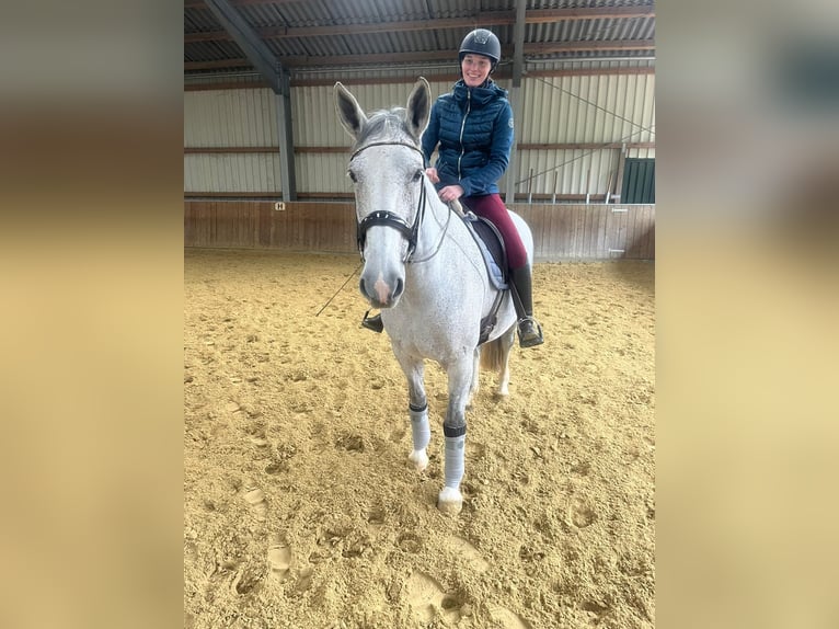 Meer warmbloeden Merrie 15 Jaar 162 cm Appelschimmel in Dormagen