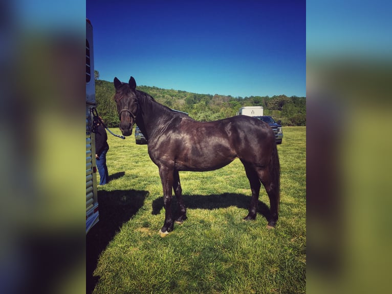 Meer warmbloeden Mix Merrie 15 Jaar 163 cm Donkerbruin in Middletown, Virginia