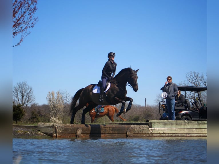 Meer warmbloeden Mix Merrie 15 Jaar 163 cm Donkerbruin in Middletown, Virginia