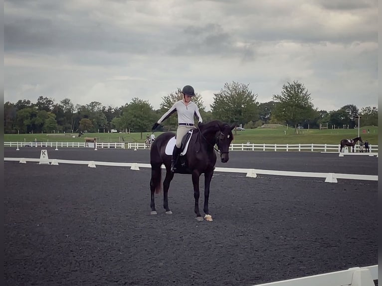 Meer warmbloeden Mix Merrie 15 Jaar 163 cm Donkerbruin in Middletown, Virginia