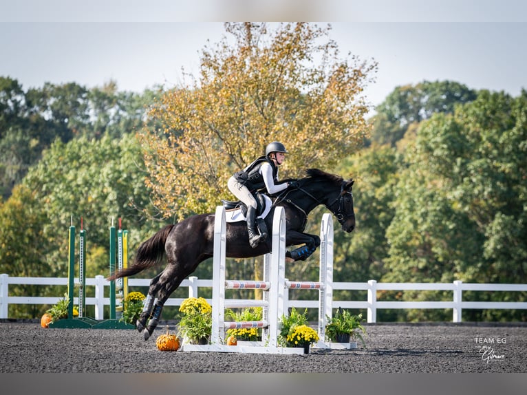 Meer warmbloeden Mix Merrie 15 Jaar 163 cm Donkerbruin in Middletown, Virginia