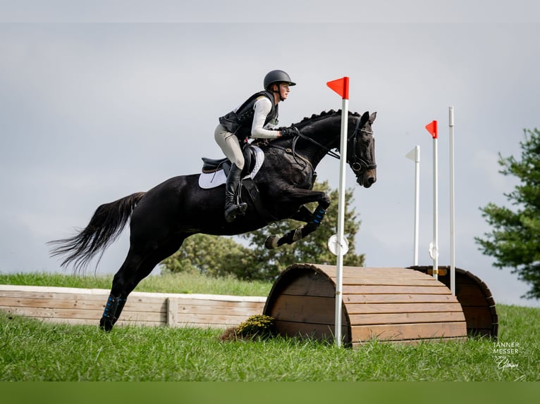 Meer warmbloeden Mix Merrie 15 Jaar 163 cm Donkerbruin in Middletown, Virginia