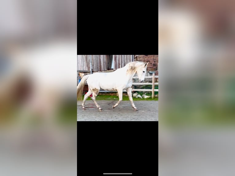 Meer warmbloeden Merrie 15 Jaar 164 cm Schimmel in Auw bei Prüm