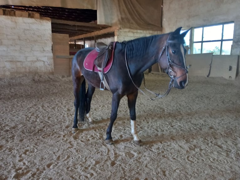 Meer warmbloeden Merrie 15 Jaar 173 cm Bruin in Jettingen-Scheppach