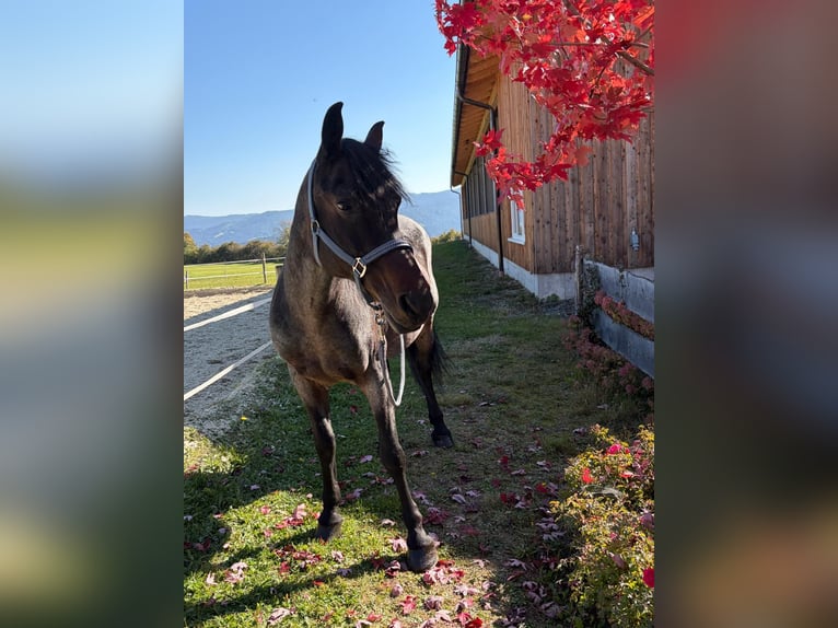 Meer warmbloeden Merrie 16 Jaar 150 cm Brown Falb schimmel in Neumarkt in Stmk.