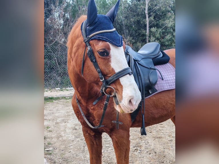Meer warmbloeden Merrie 16 Jaar 162 cm Donkere-vos in Zadar