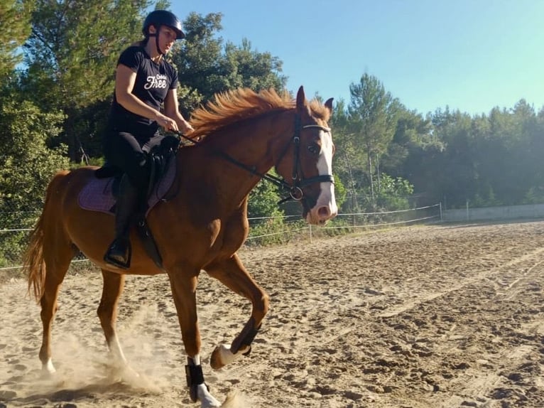 Meer warmbloeden Merrie 16 Jaar 162 cm Donkere-vos in Zadar