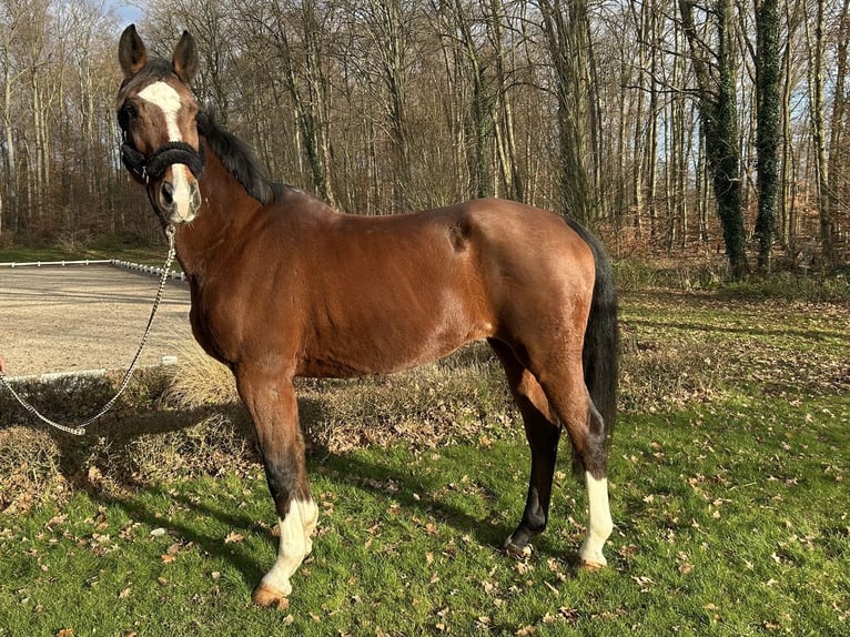 Meer warmbloeden Merrie 16 Jaar 166 cm Bruin in Darmstadt