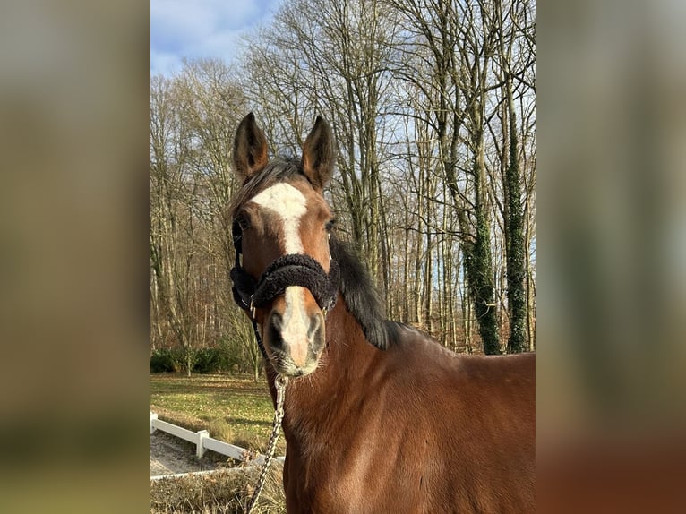 Meer warmbloeden Merrie 16 Jaar 166 cm Bruin in Darmstadt