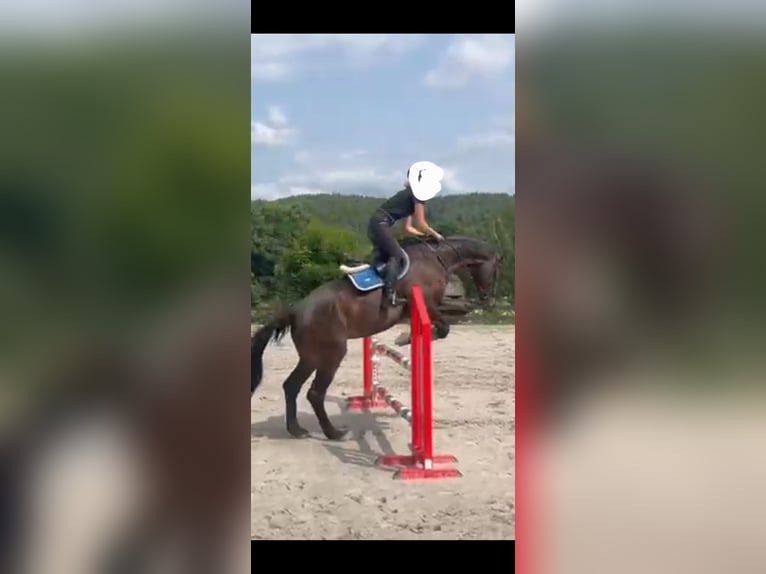 Meer warmbloeden Merrie 16 Jaar 172 cm Donkerbruin in Schmalkalden