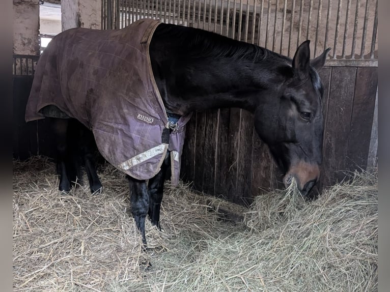 Meer warmbloeden Merrie 16 Jaar 172 cm Donkerbruin in Schmalkalden