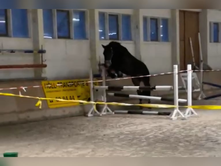 Meer warmbloeden Merrie 16 Jaar 172 cm Donkerbruin in Schmalkalden
