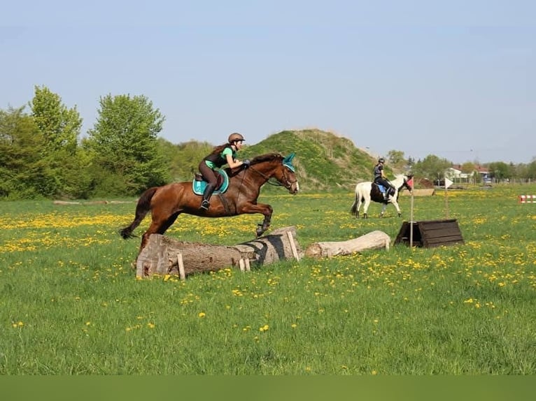 Meer warmbloeden Mix Merrie 16 Jaar 173 cm Donkere-vos in Kirchdorf an der Amper