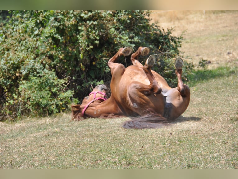Meer warmbloeden Merrie 17 Jaar 160 cm Vos in Purgstall