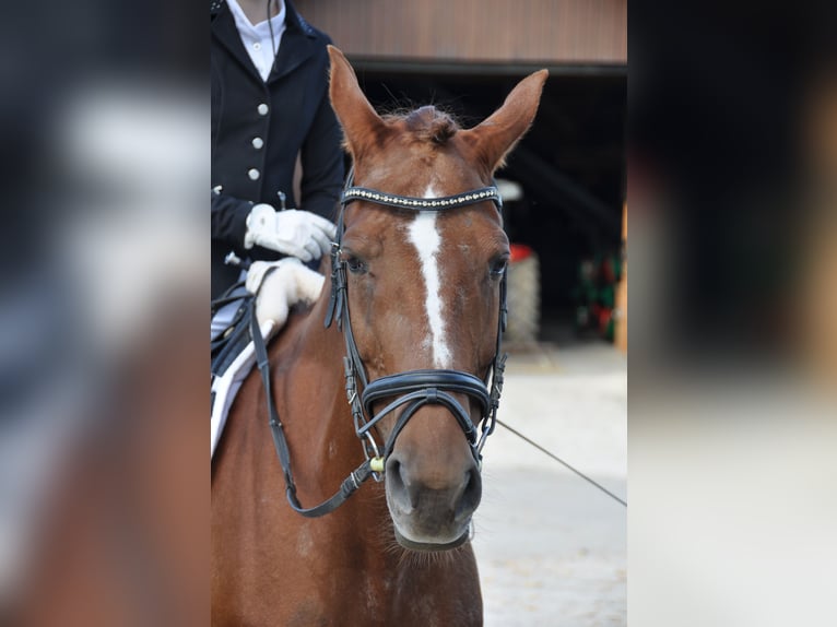 Meer warmbloeden Merrie 17 Jaar 160 cm Vos in Purgstall