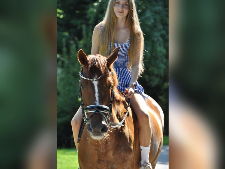 Meer warmbloeden Merrie 17 Jaar 160 cm Vos in Purgstall