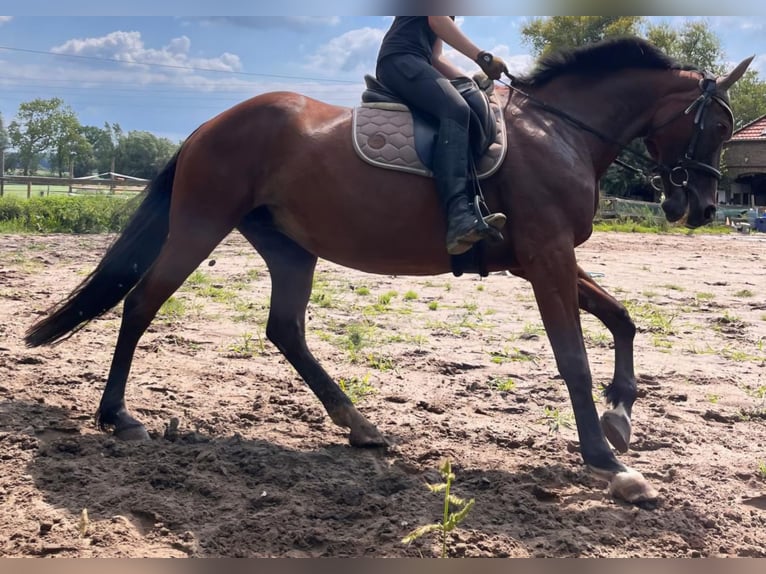 Meer warmbloeden Merrie 17 Jaar 165 cm Bruin in Goch