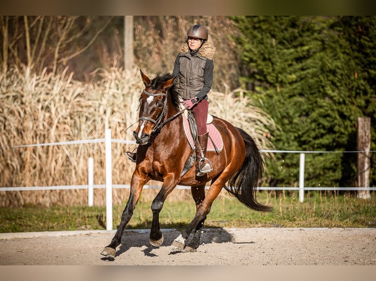 Meer warmbloeden Merrie 17 Jaar 165 cm Bruin in Velden