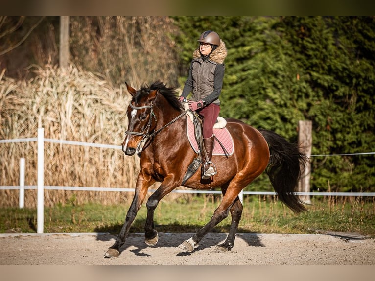 Meer warmbloeden Merrie 17 Jaar 165 cm Bruin in Velden