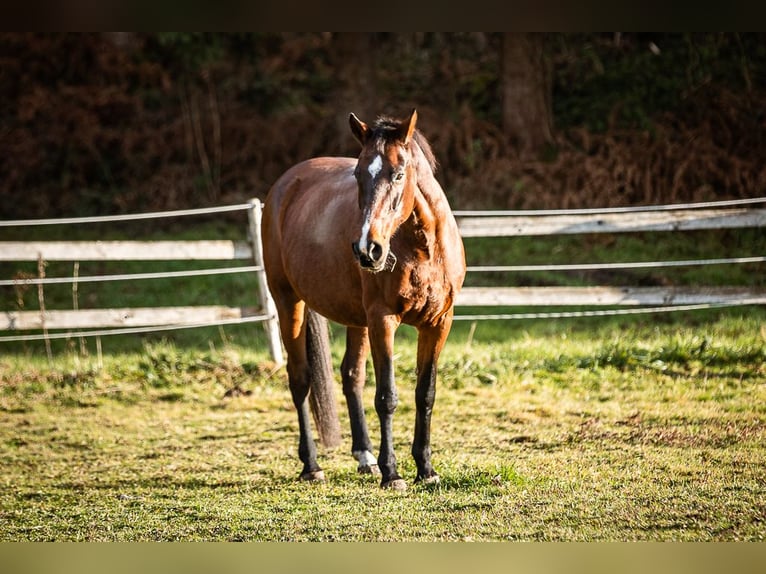 Meer warmbloeden Merrie 17 Jaar 165 cm Bruin in Velden