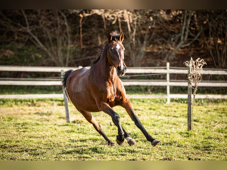 Meer warmbloeden Merrie 17 Jaar 165 cm Bruin in Velden