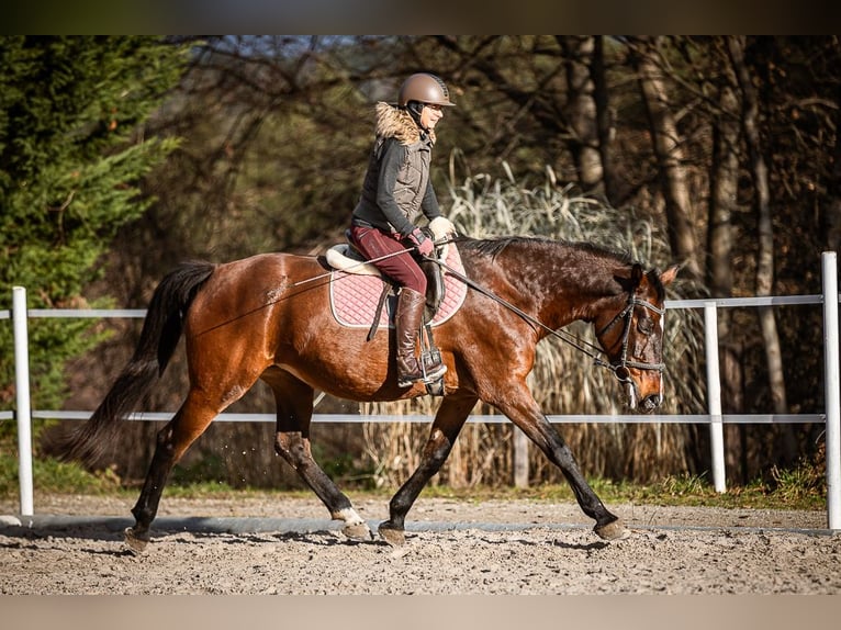 Meer warmbloeden Merrie 17 Jaar 165 cm Bruin in Velden