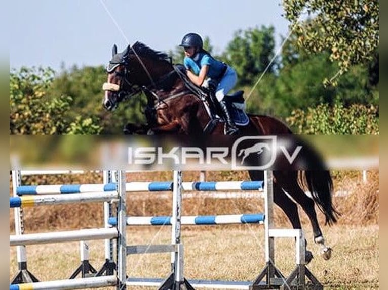 Meer warmbloeden Merrie 17 Jaar 169 cm Bruin in Varna