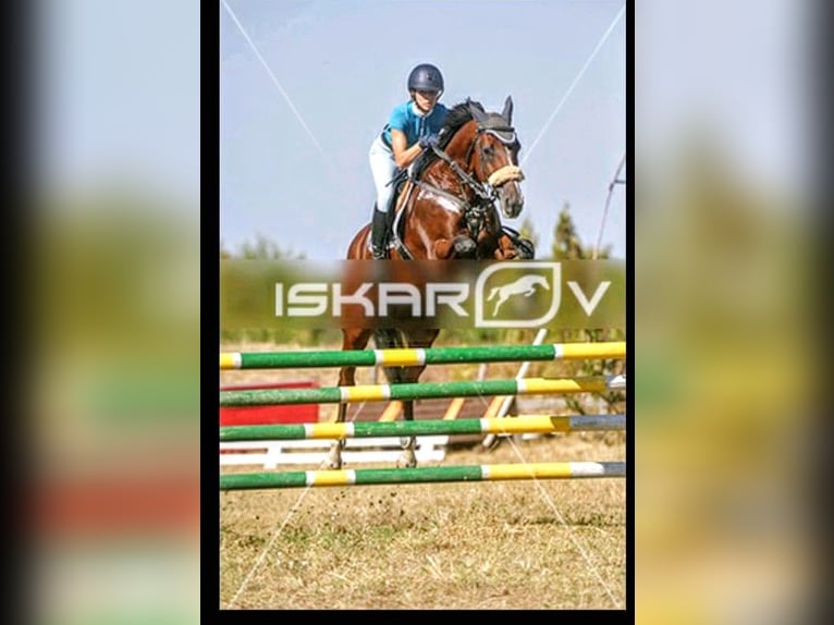 Meer warmbloeden Merrie 17 Jaar 169 cm Bruin in Varna