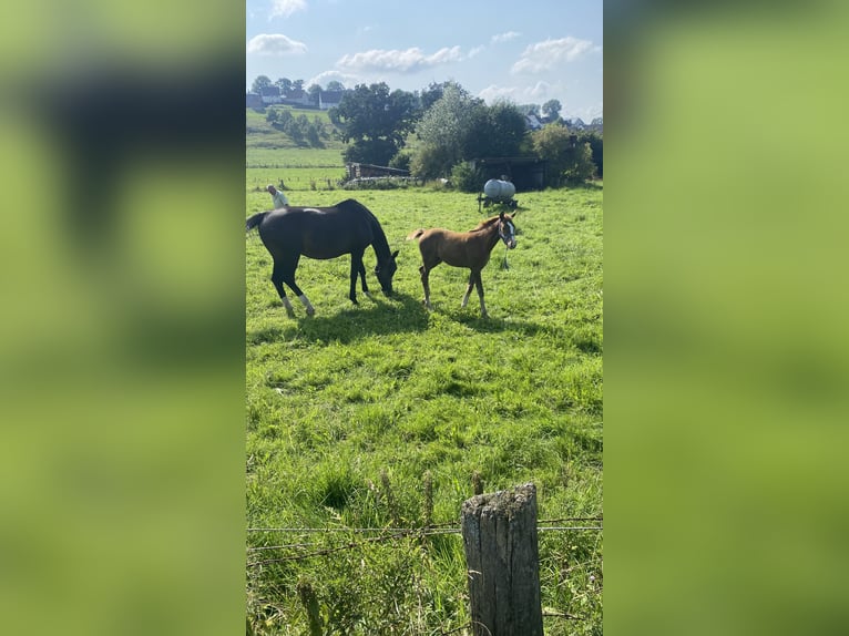 Meer warmbloeden Merrie 17 Jaar 170 cm Donkerbruin in Lichtenau