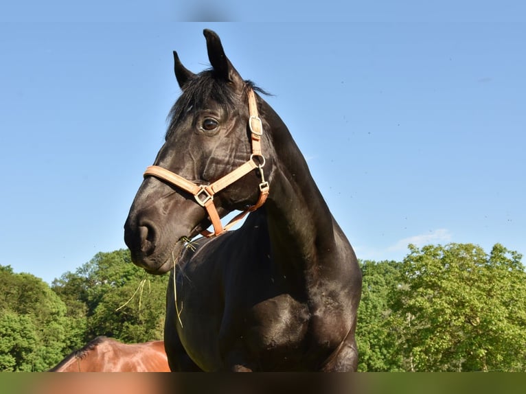 Meer warmbloeden Merrie 18 Jaar 160 cm Donkerbruin in Marchtrenk