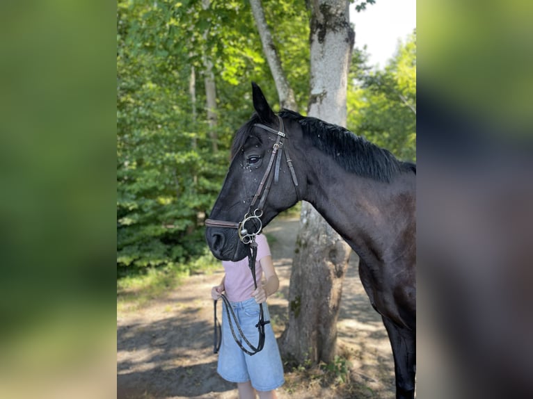 Meer warmbloeden Merrie 18 Jaar 168 cm Zwart in Erlach