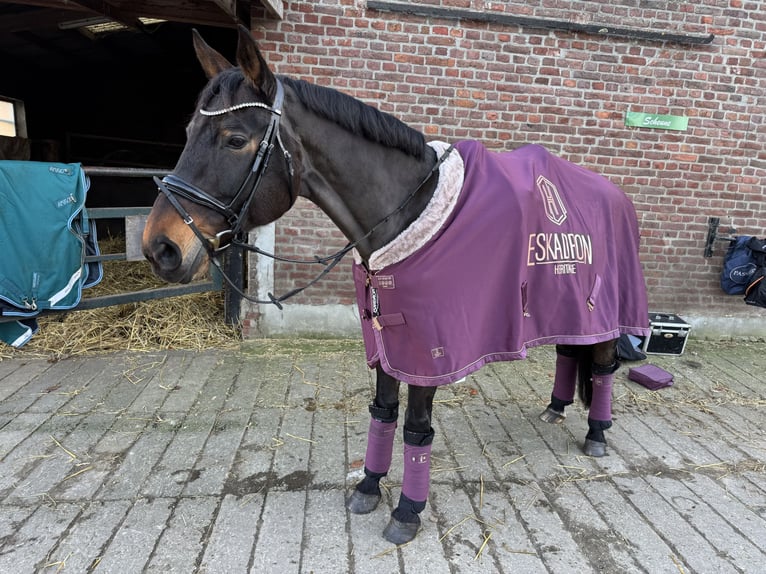 Meer warmbloeden Merrie 18 Jaar 170 cm Bruin in Uedem