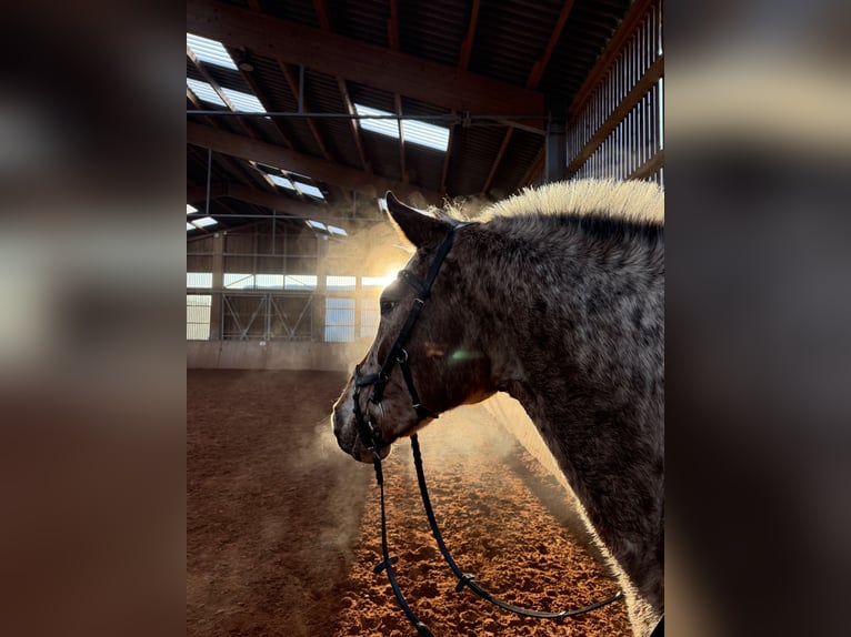 Meer warmbloeden Merrie 19 Jaar 156 cm Appaloosa in Beckingen