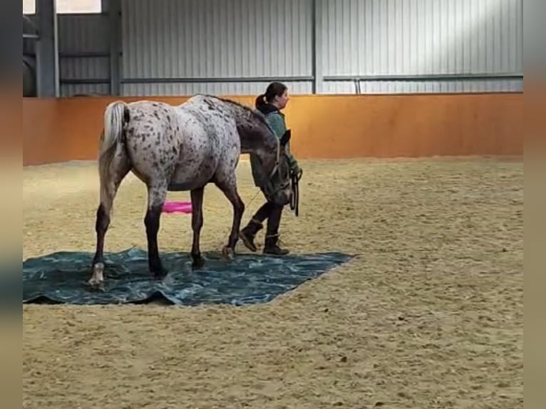 Meer warmbloeden Merrie 19 Jaar 156 cm Appaloosa in Beckingen